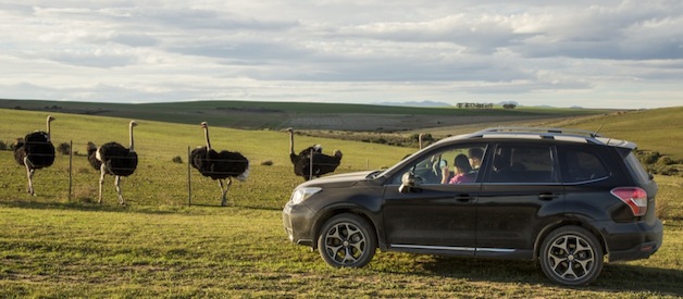2014 Subaru Forester XT in South Africa with ostriches