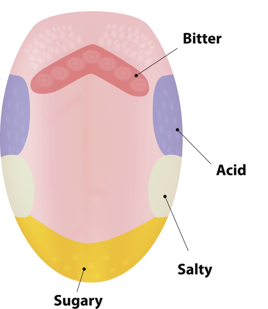 The Fascinating Science Behind Taste And Flavour 