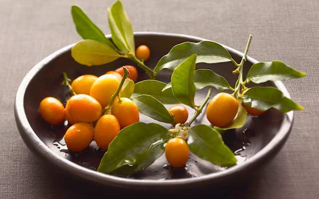 kumquat citrus japonica hands down the most hilarious citrus nam!   e ever originally native to southern asia these little olive s!   haped fruits grow on - why i unfollowed you on instagram three clementines
