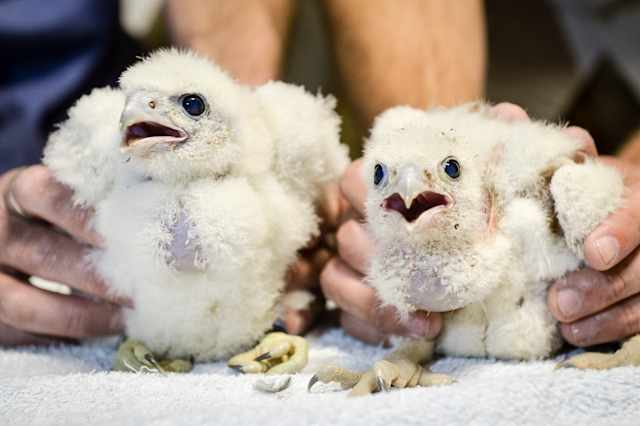 Four Peregrine Falcon Chicks Born At Salisbury Cathedral Aol