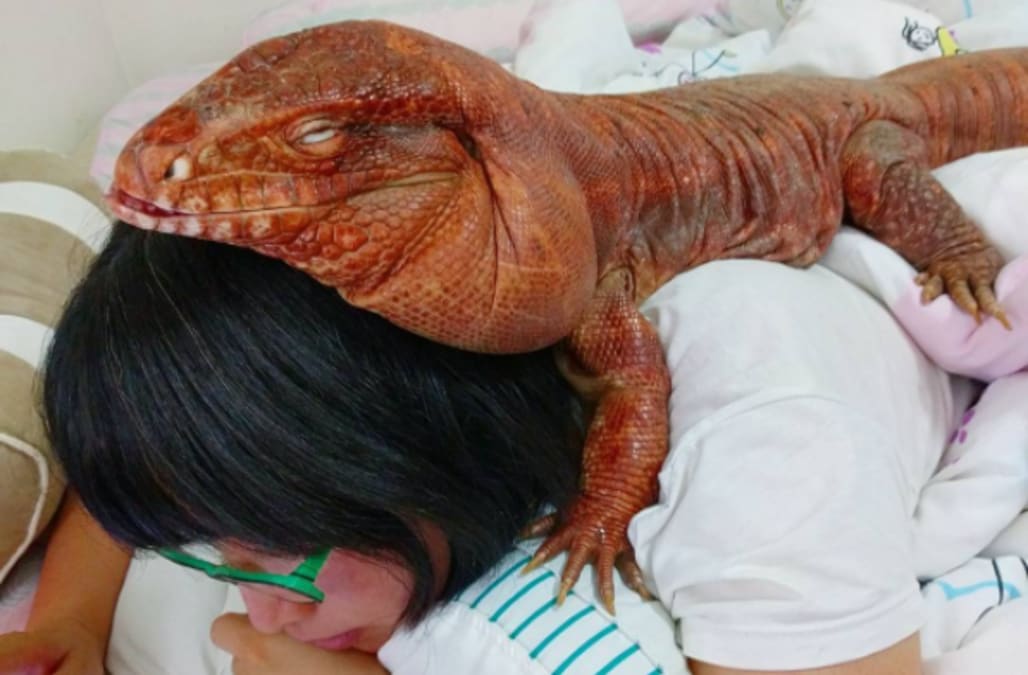 This woman and her giant pet lizard are best friends and sensations AOL Lifestyle