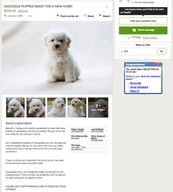 RSPCA Sets Puppy Sting On Gumtree To Catch Unsuspecting Buyers | HuffPost Australia