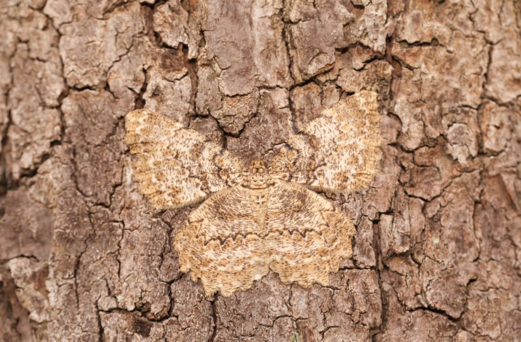 what-animal-has-the-craziest-camouflage-aol-news