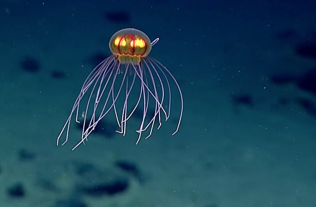 Bizarre Looking Jellyfish Captured On Video During Deep Sea Mission   Http   O.aolcdn.com Hss Storage Midas E7d0f202d622381bff453d752dd4fc14 203746250 Thumbnail%2B%25282%2529 