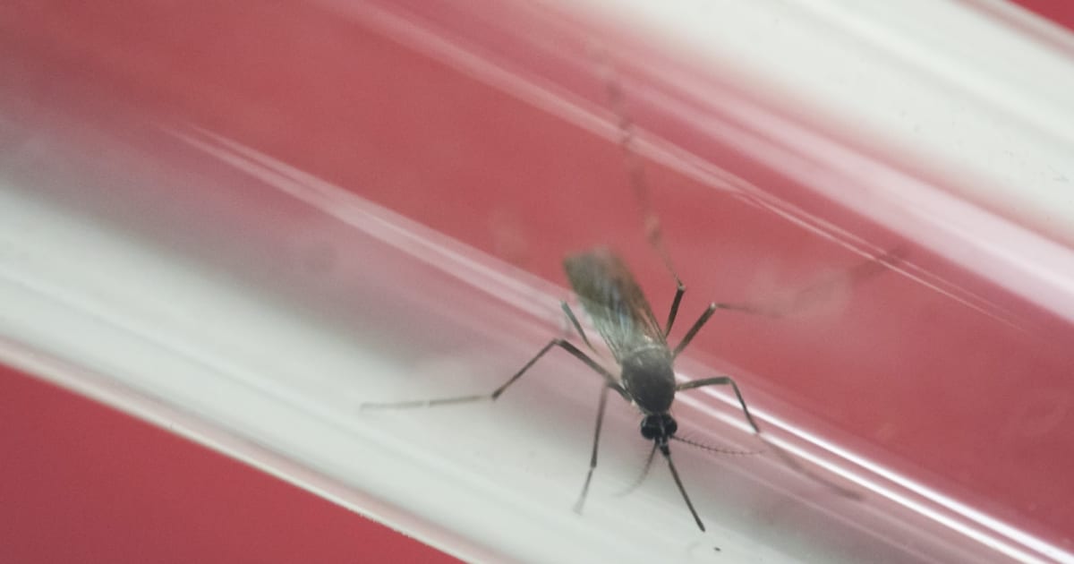 Volunteers needed to get infected with Zika for science