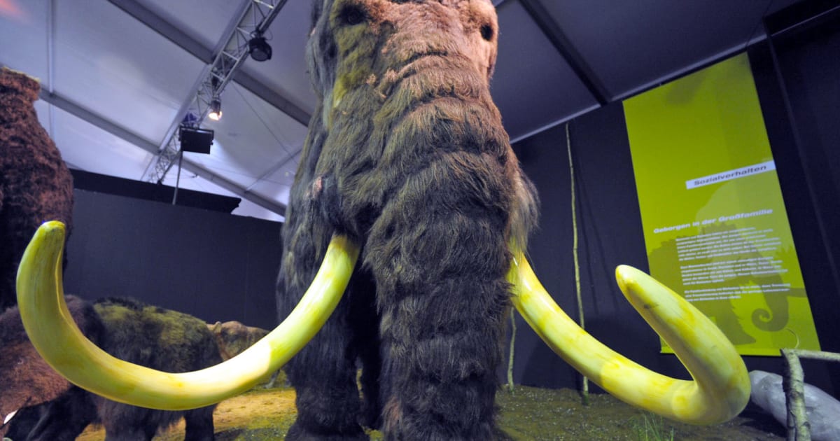 photo of Humanity is on the cusp of de-extincting the Wooly Mammoth image