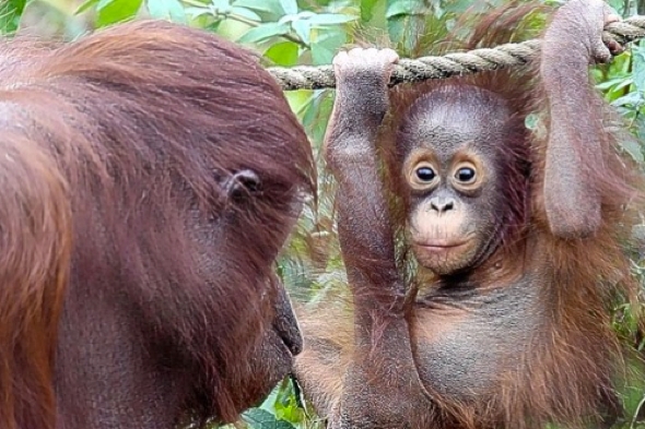 Pictures: Baby orangutan delighting visitors at Paignton Zoo - AOL