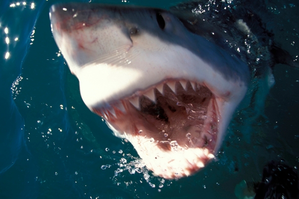 Man killed by great white shark while fishing in Australia - AOL UK Travel