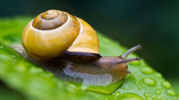 Sales Of Snail Slime Skincare Soaring - Aol