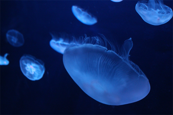 意外と知られていない 水族館の貸切プラン Aol ニュース