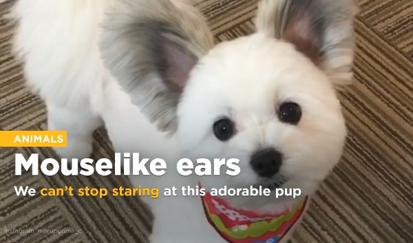 可愛すぎる 大きな耳を持つミックス犬が ミッキーマウスみたい と海外でも話題に Aol ニュース