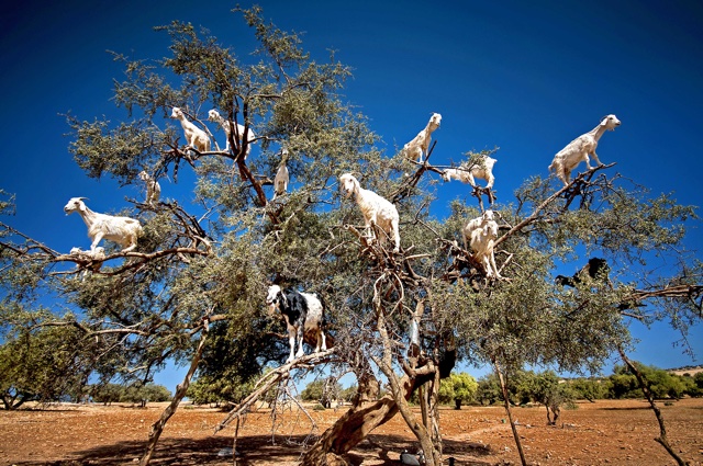 Ever seen a 'goat tree'? You have now - AOL