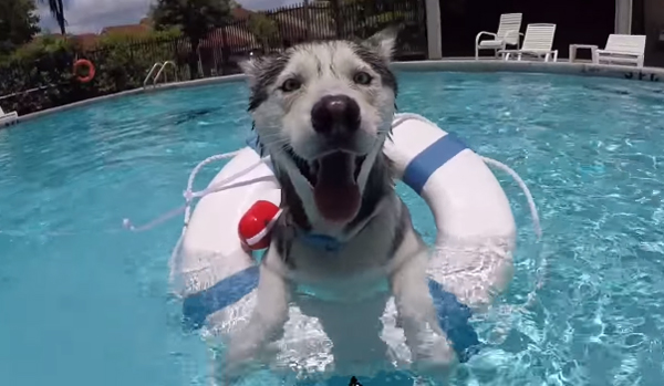 めっちゃ気持ちいいワン ハスキー犬がプールで気持ちよさそうに泳いで楽しそう Aol ニュース