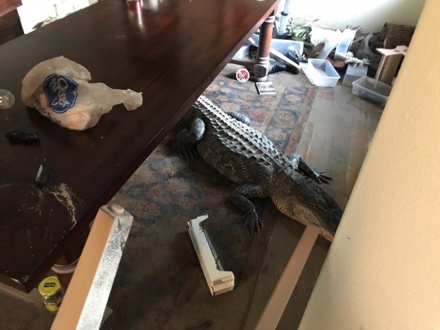 9-foot alligator pulled from Texas home after Harvey