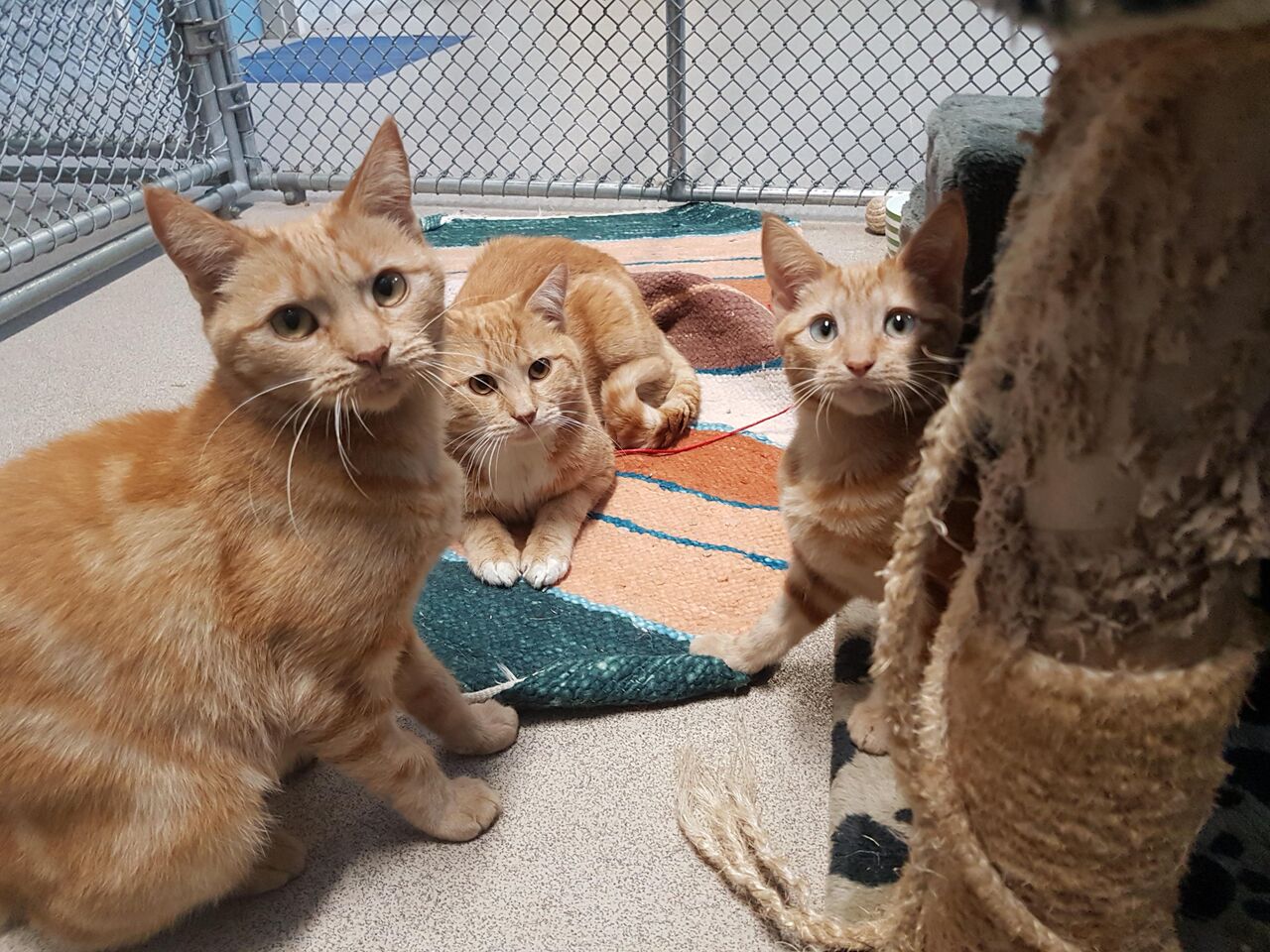 Abandoned Ginger Cat Family  Is A Rare Bonded Trio 