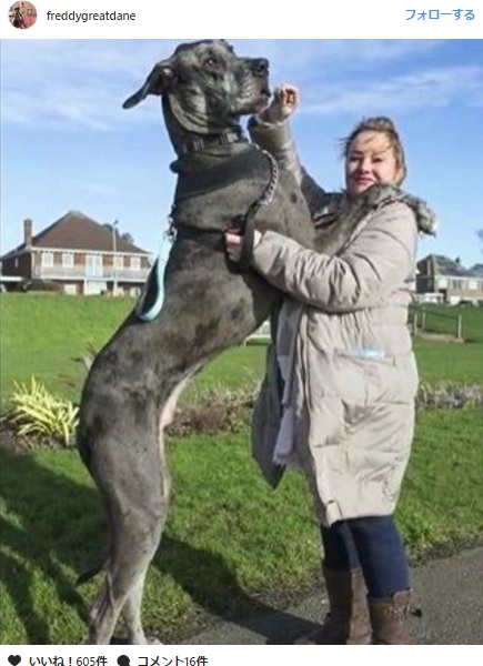 世界で最も背の高い犬 グレート デーンのフレディ 映像 Aol ニュース