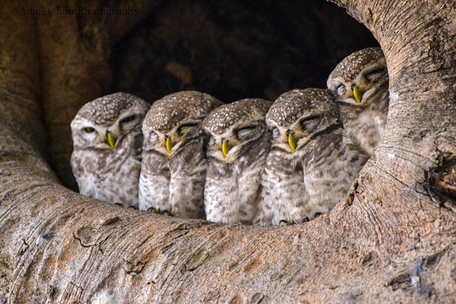 Baby Owls Snoozing Are Seriously Cute Aol