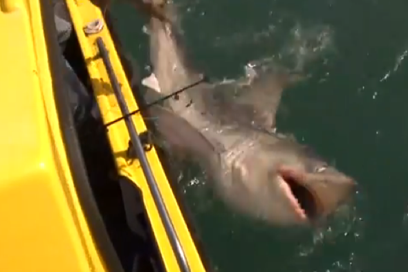Fisherman catches 'largest ever shark' off British coast (video) - AOL ...