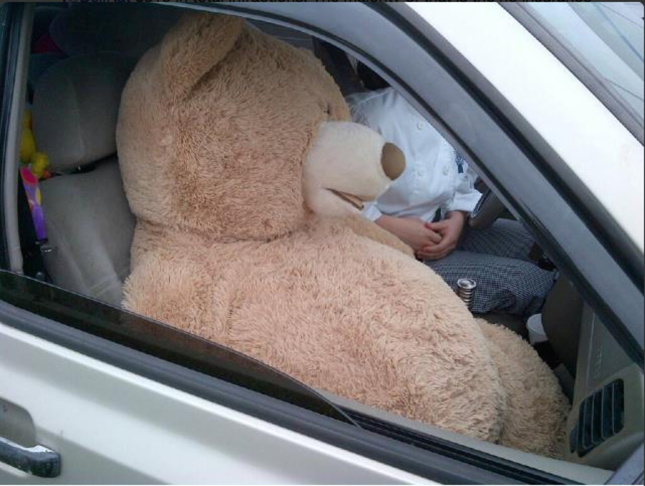 teddy in car