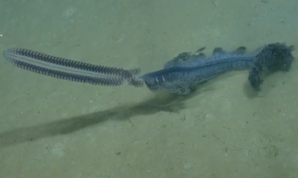 deep sea creatures caught on camera