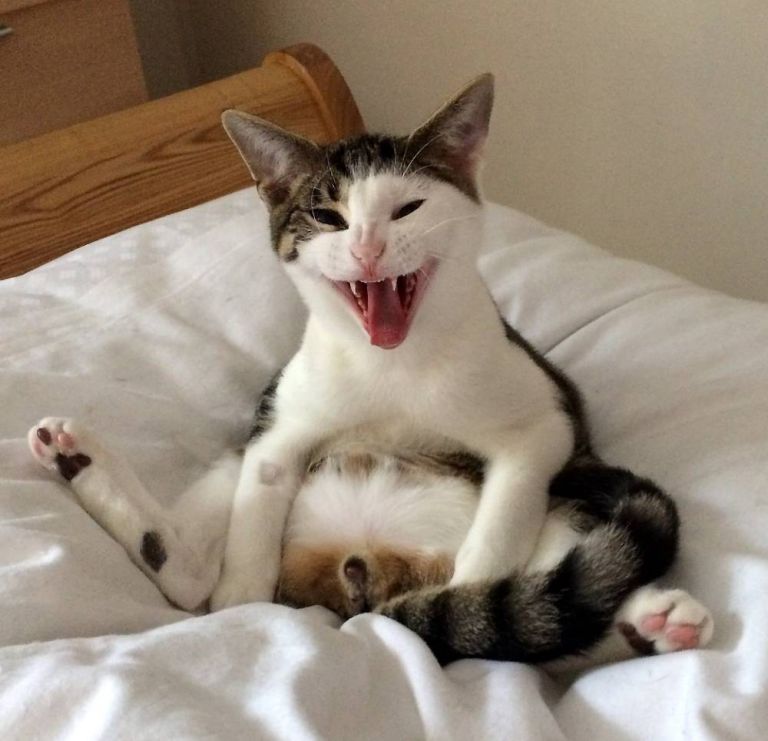 Cat Has The Perfect Reaction To Discovering He S Been Neutered Aol News