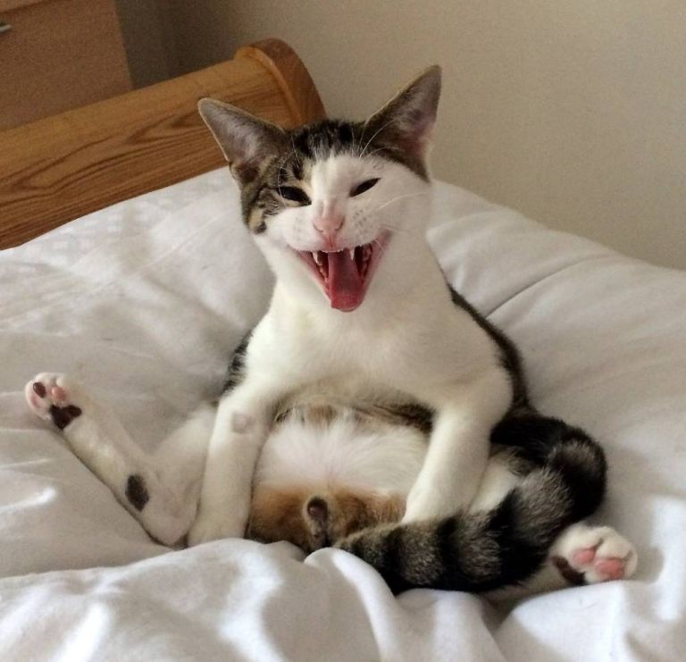 cat-has-the-perfect-reaction-to-discovering-he-s-been-neutered-aol-news