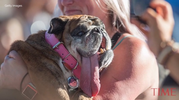 世界一醜い犬コンテスト で優勝したブルドッグの姿がこちら Aol ニュース