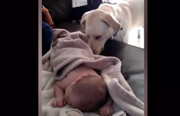 ワンコが寝ている赤ちゃんに毛布をかけてあげる 優しすぎるほのぼの動画が話題に Aol ニュース