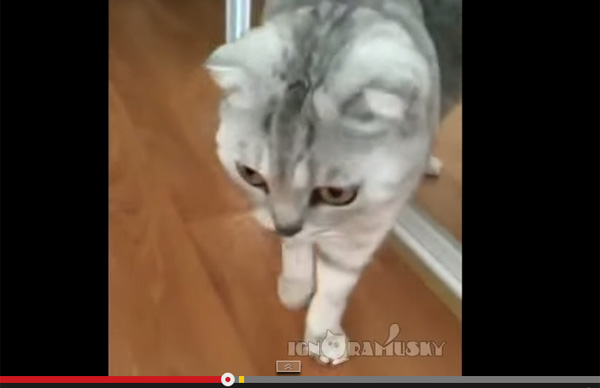 自分の姿を初めて鏡で見たネコのリアクションに世界が爆笑 - AOL ニュース