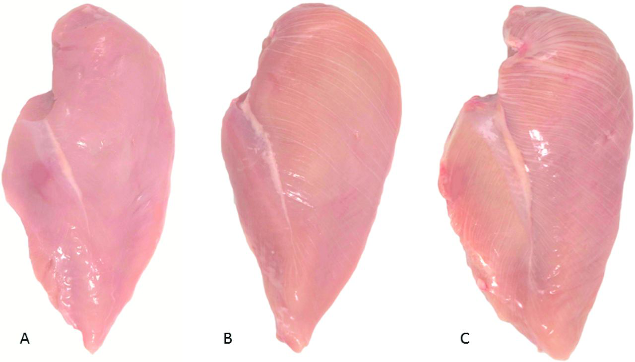 White striping in chicken meat