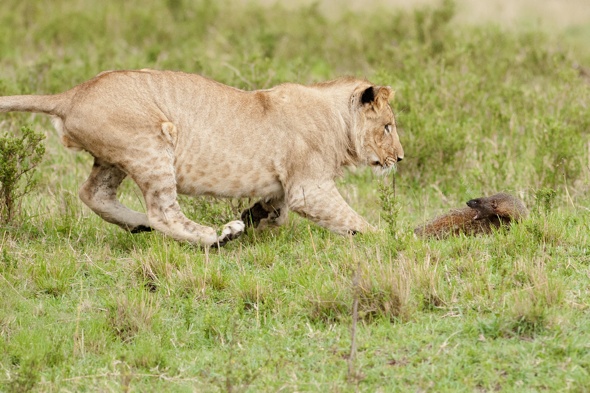 Brave Mongoose Fights Off Four Lions Video Aol