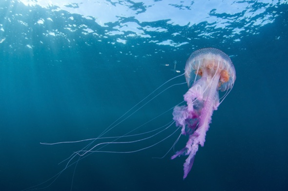 Beautiful but dangerous jellyfish pictured in Scotland - AOL UK Travel