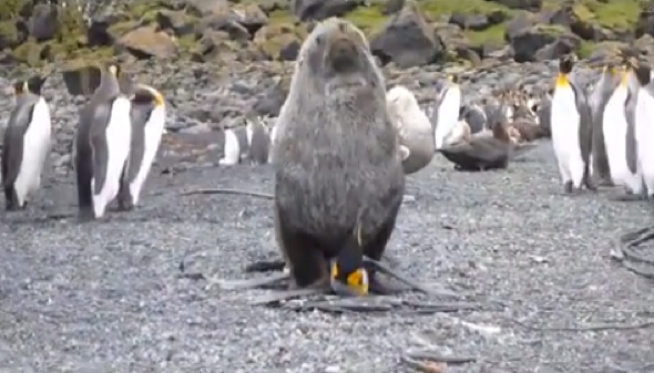 Why Are Seals Having Sex With Penguins Aol 