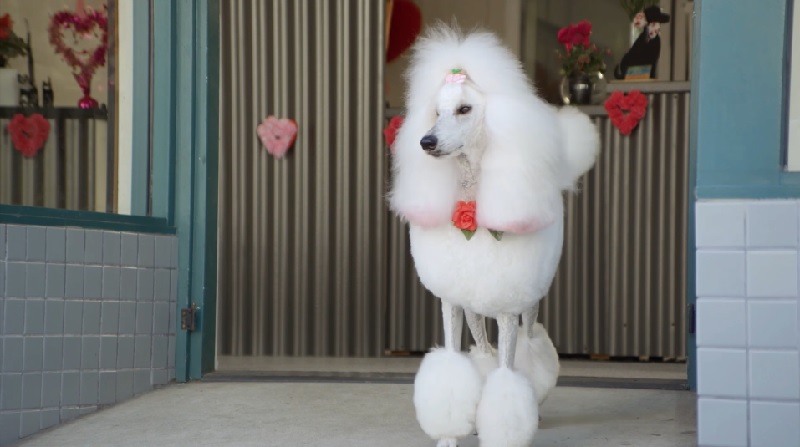 犬のトリマーがオススメする今年のバレンタインの過ごし方 Aol ニュース