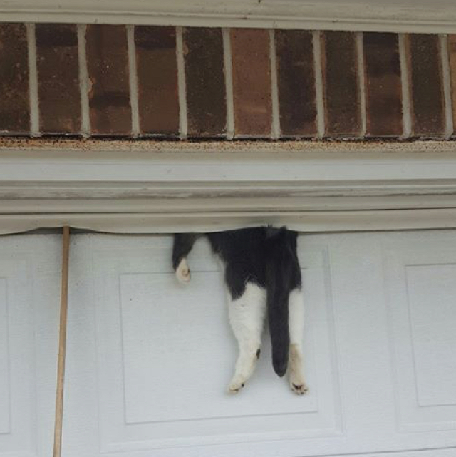  Cat stuck between garage door and wall somehow survives AOL