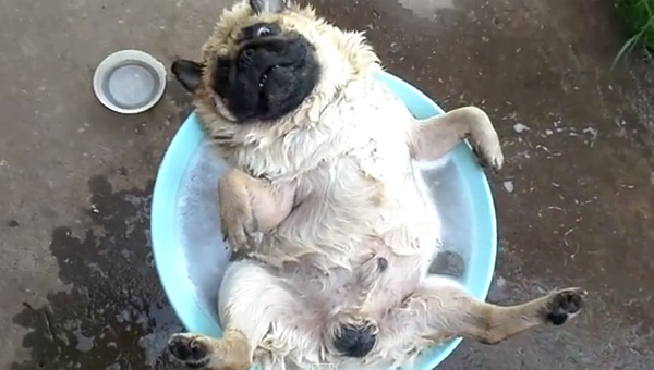 パグ犬がヤル気ゼロで風呂にダラダラに入ってブサ可愛すぎるwww 動画 Aol ニュース