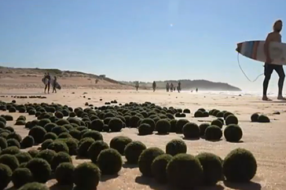 UFOs On Sydney Beach? 'Alien Eggs' Wash Up On The Sand - AOL UK Travel