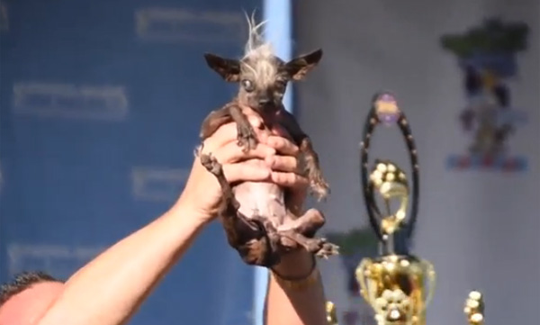 世界一醜い犬 コンテストの開催理由が優しすぎると話題に 動画 Aol ニュース