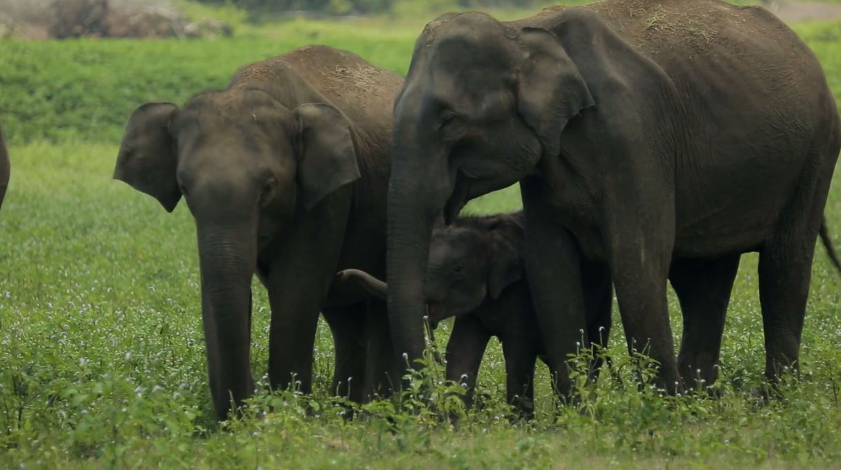 Human Population Growth Is The Greatest Threat To Asian Elephants