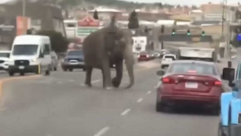 Car backfire startles a circus elephant; she breaks down a fence and runs into traffic