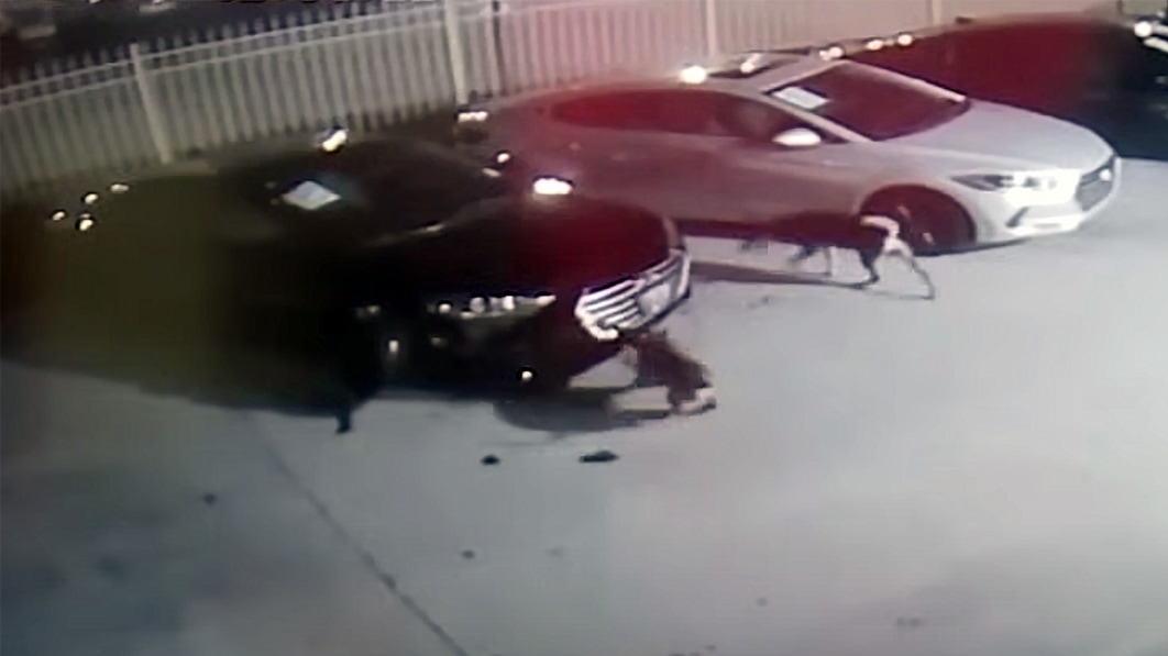 Video catches dogs ripping cars to shreds at Houston dealership