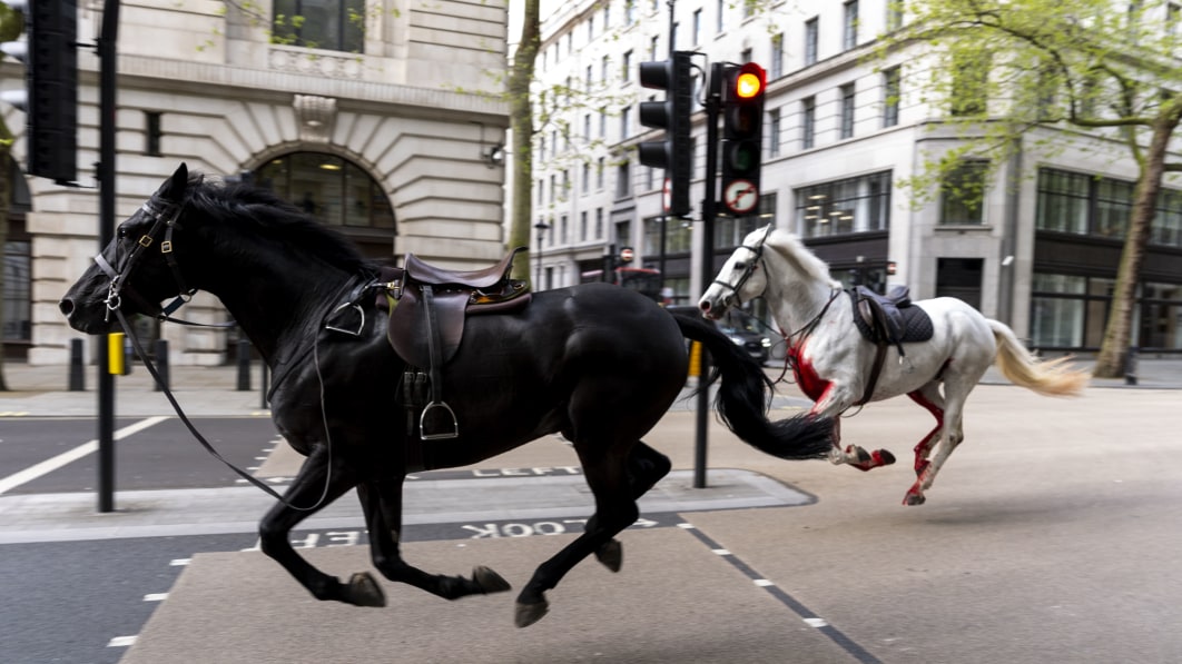 image of "Rush hour chaos in London as 5 military horses get spooked, run amok"