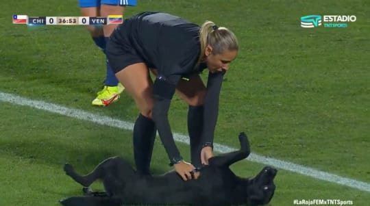 Dog invades pitch, stays on for belly rubs