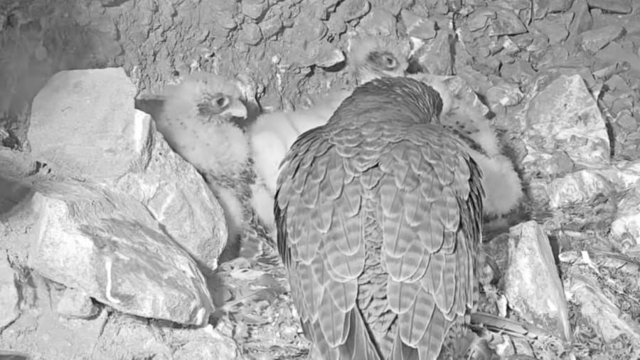 Live camera shows peregrine falcons nesting on Alcatraz Island