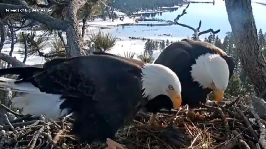 Bald eagle parents squabble over whose turn it is to keep the eggs warm