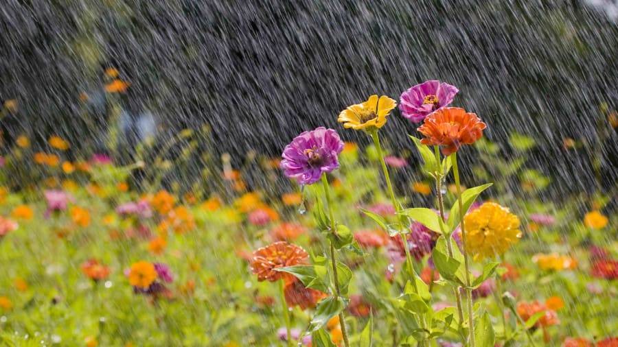 It's going to be a sultry, soggy summer—see the Old Farmer's Almanac forecast map here