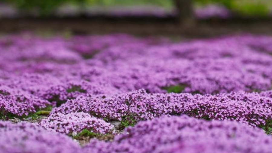 10 fast-growing ground cover plants that give your yard quick, beautiful results