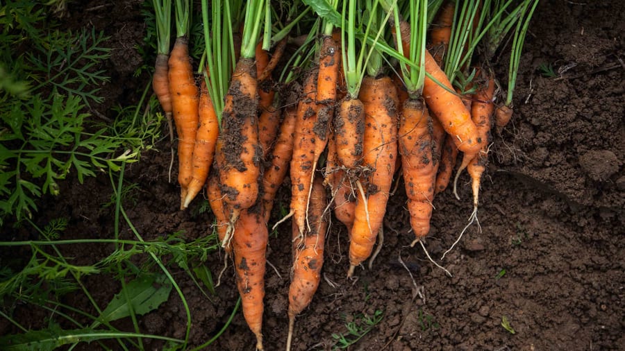 How to Grow Carrots in Your Own Backyard, According to Gardening Experts