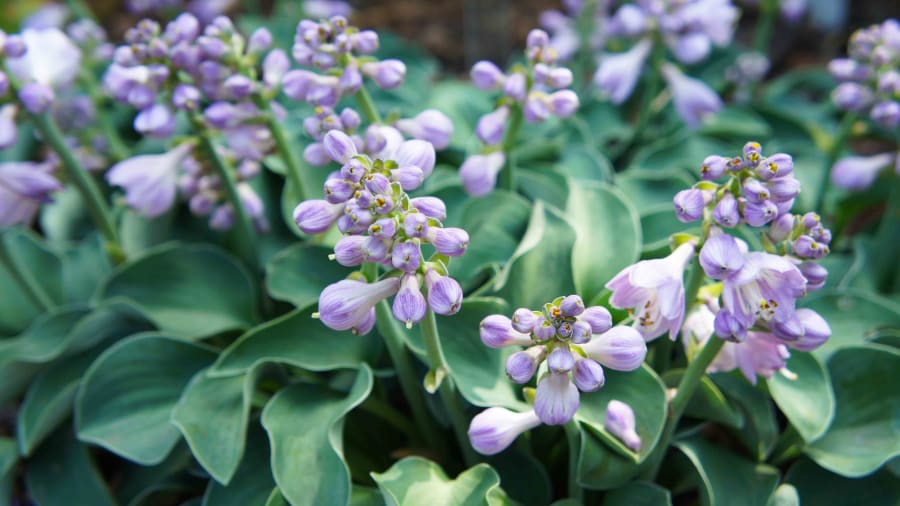 20 Hosta Varieties With Beautiful Foliage and Blooms