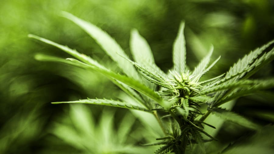 DEA to reclassify marijuana, easing restrictions nationwide